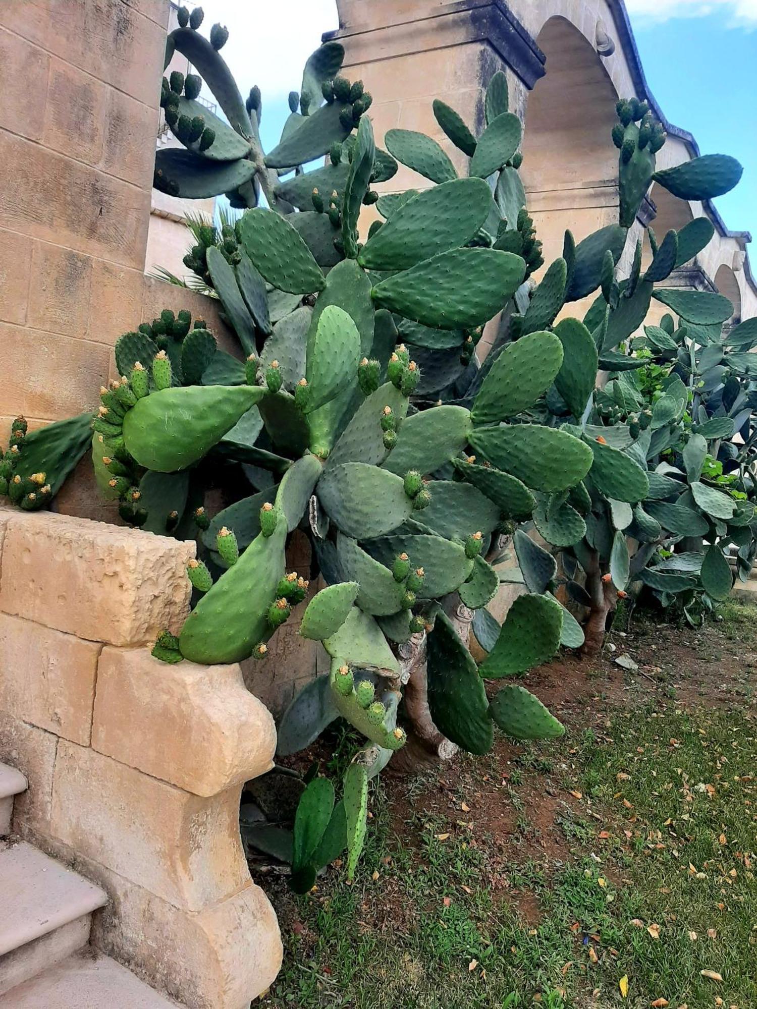 Villa Carrieri Marina di Lizzano Kültér fotó